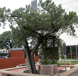 Historic Trees promo image
